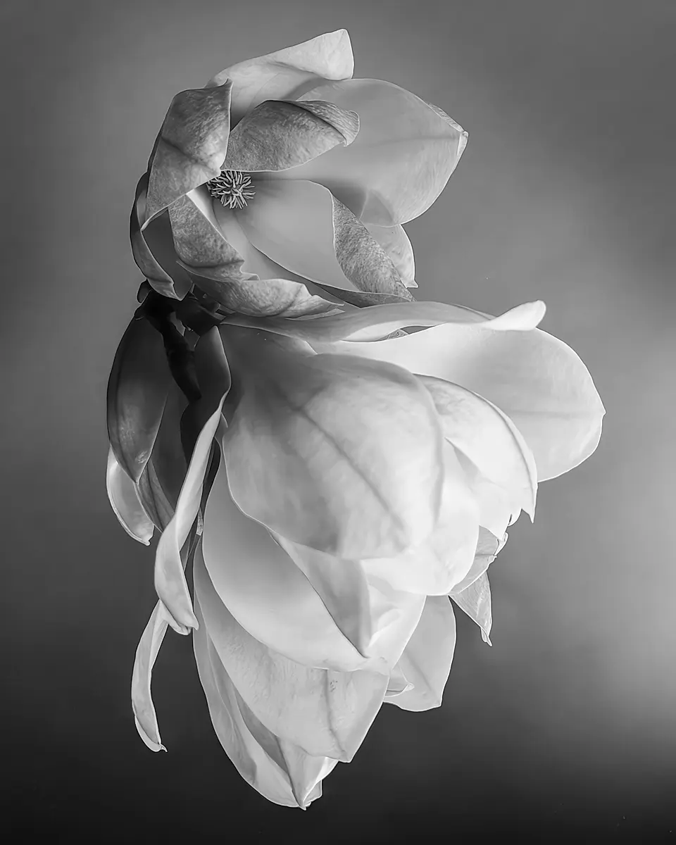 Artwork by Deborah Mott